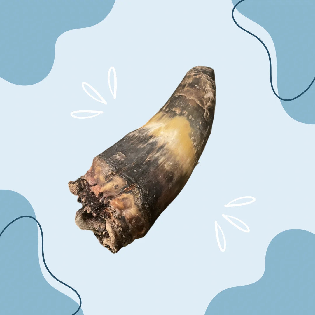 Corne de bœuf pleine MasticDog