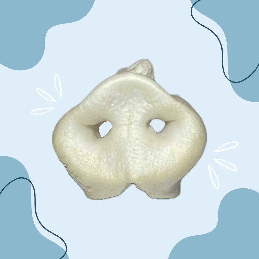 Groin de porc soufflé - MasticDog