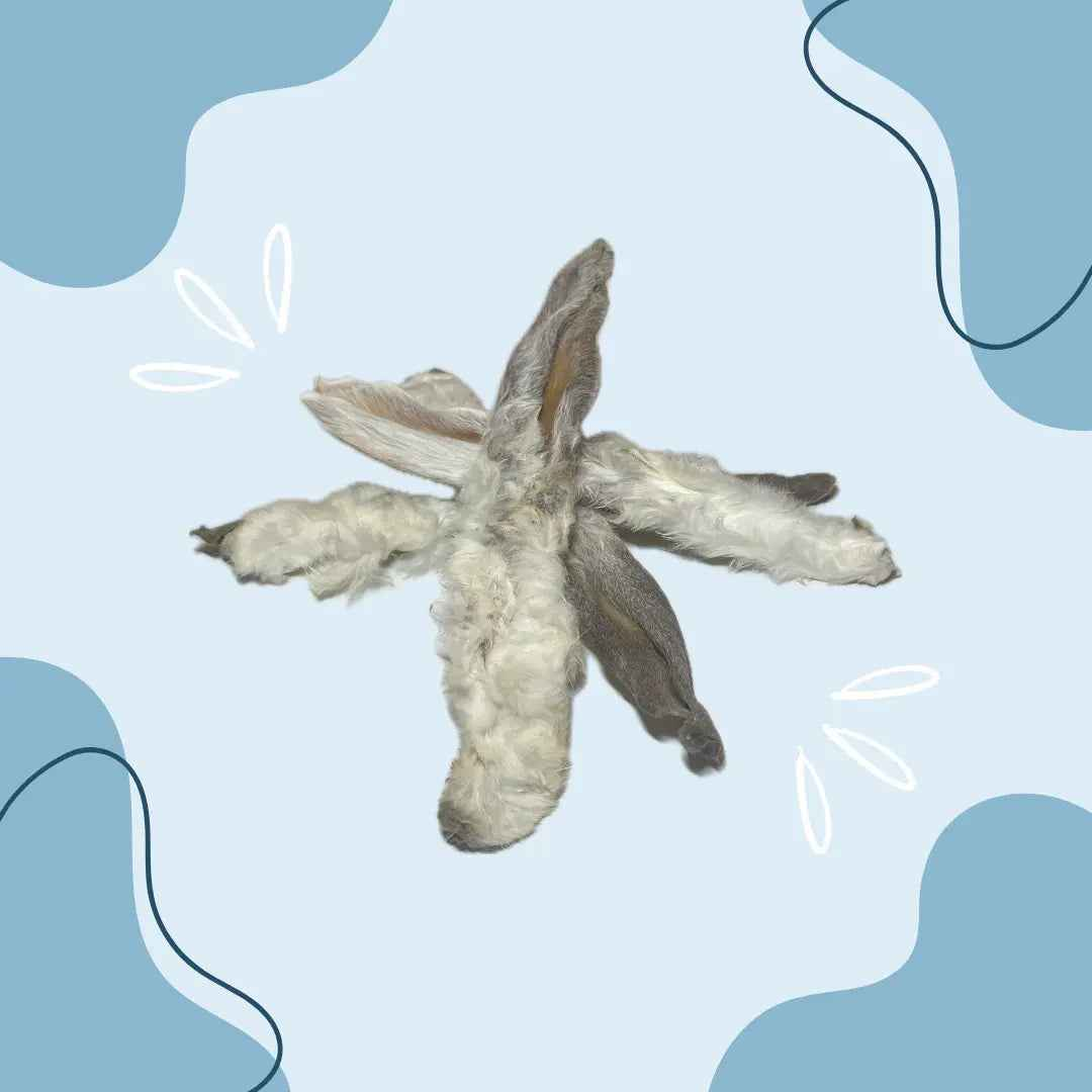 Oreille de lapin avec poils