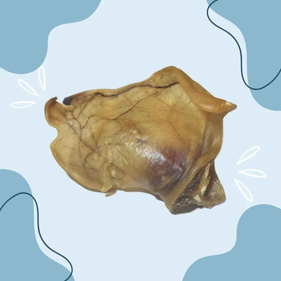 Oreille de porc XXL - MasticDog