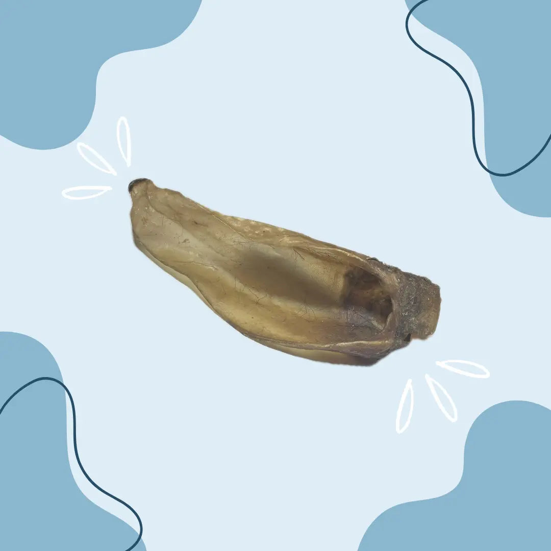 Oreille de veau - MasticDog