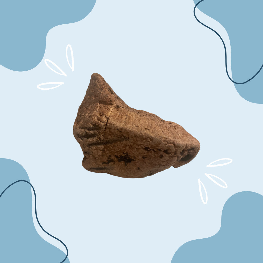 Racine de Bruyère MasticDog