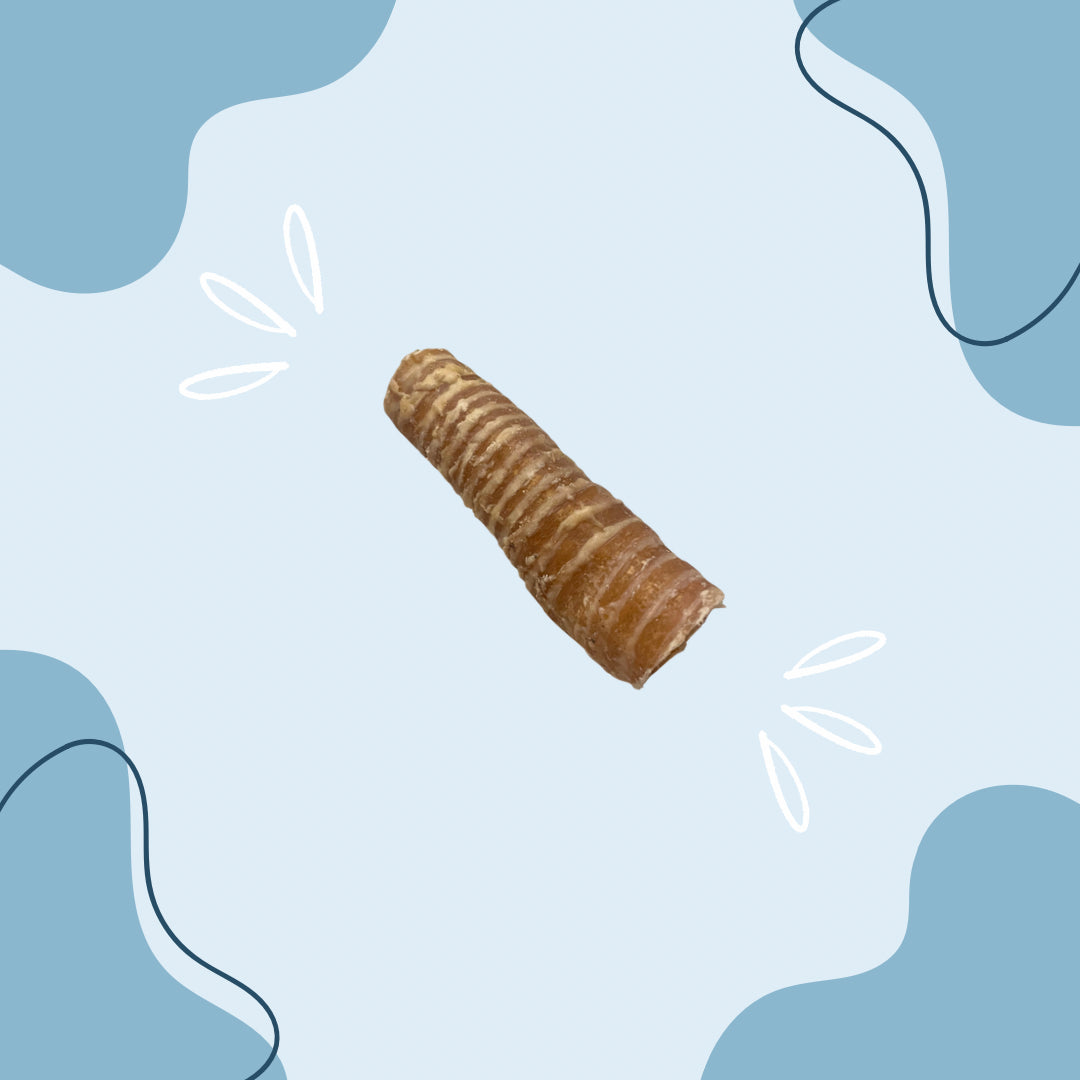 Trachée de Bœuf 15 cm MasticDog