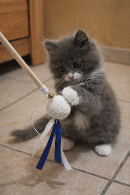 Canne pour chat MasticDog