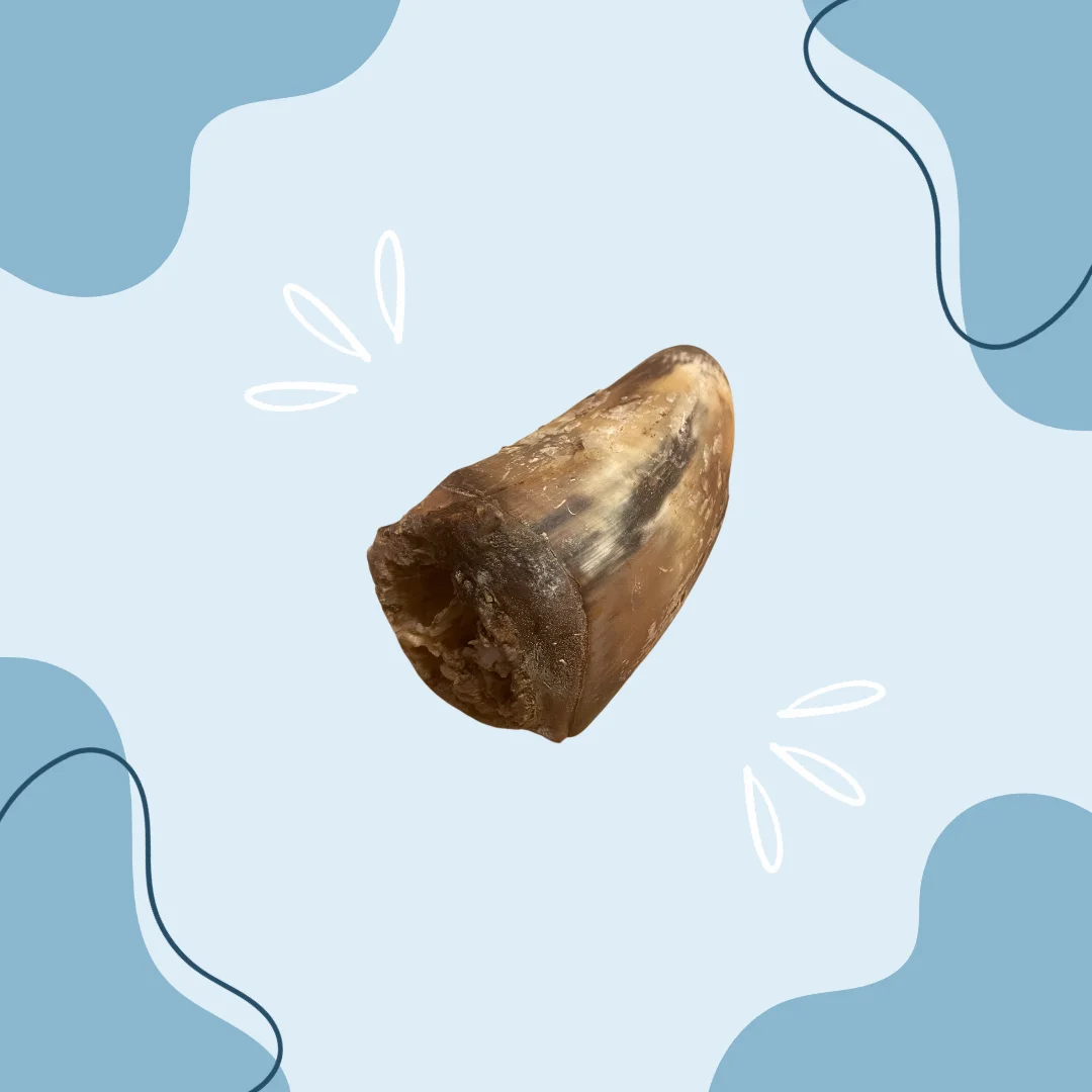Corne de bœuf pleine MasticDog