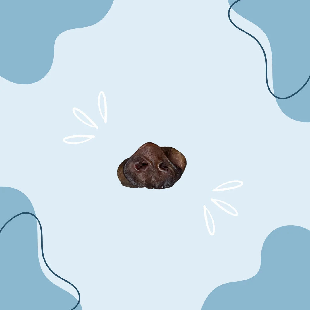 Groin de Porc MasticDog