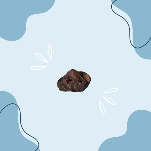 Groin de Porc MasticDog