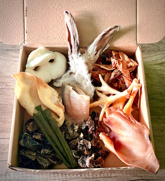 MasticBox chiot - Dès 4 mois MasticDog