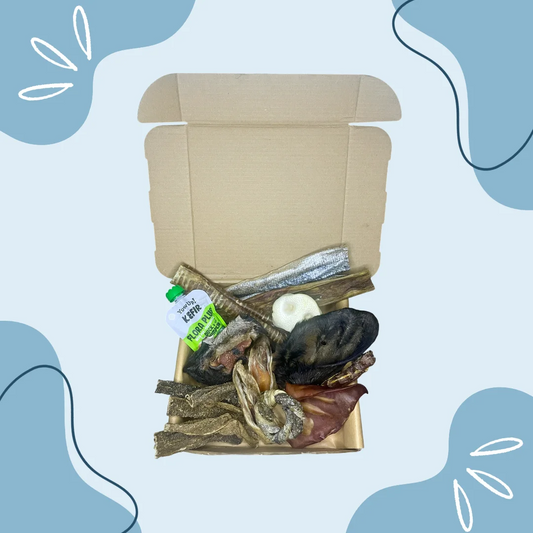 Masticbox Octobre Mastication pour chien 