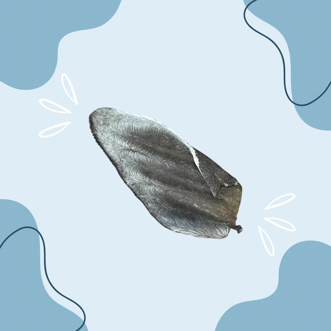 Oreille de Bœuf avec poils MasticDog