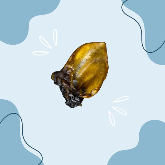Oreille de sanglier MasticDog