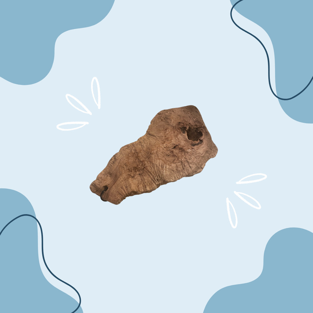 Racine de Bruyère MasticDog