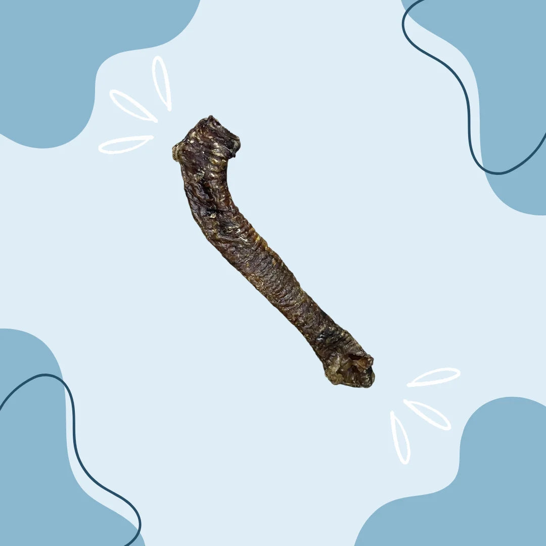 Trachée d'agneau MasticDog