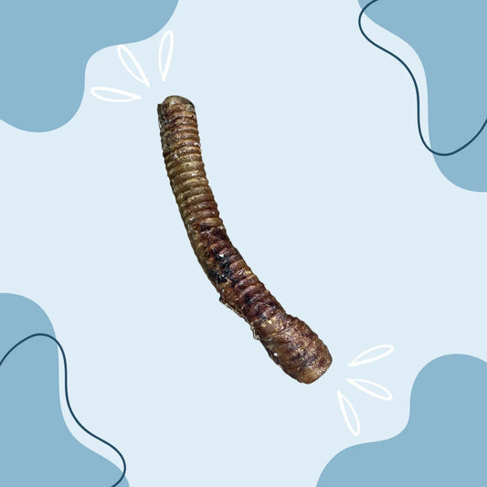 Trachée de Bœuf 30 cm MasticDog