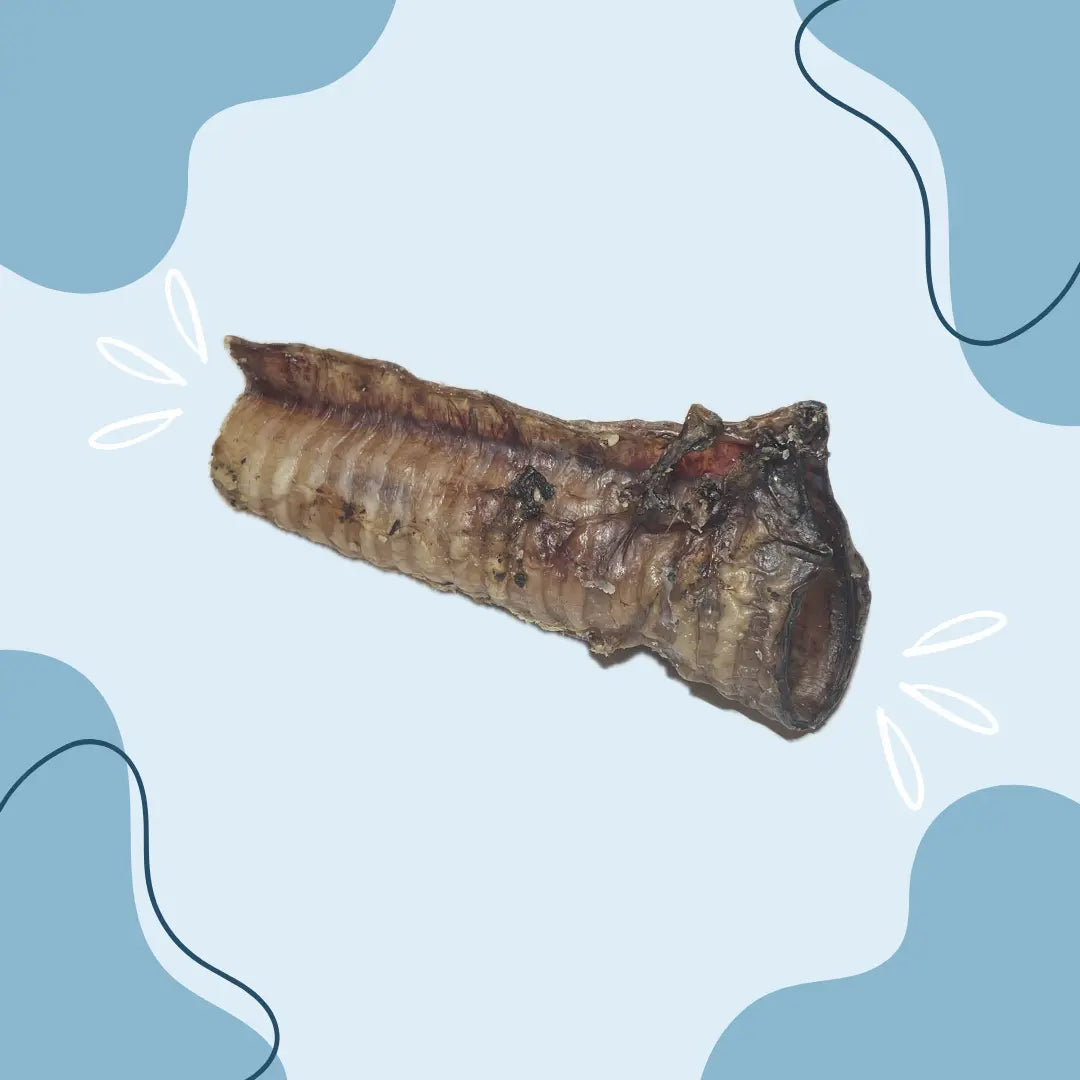 Trachée de chameau 15 cm MasticDog